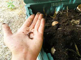 Vermicomposting