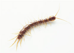 Centipede