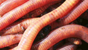 Red Worms